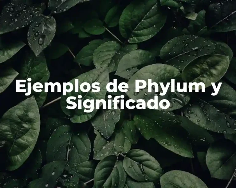 Ejemplos de Phylum y Significado