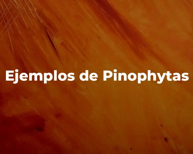 Ejemplos de Pinophytas