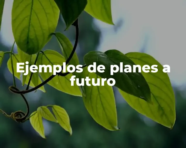 Ejemplos de planes a futuro