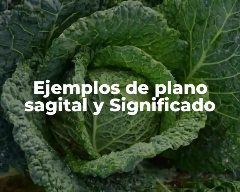 Ejemplos de plano sagital y Significado