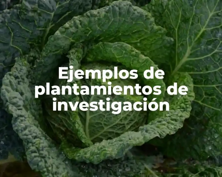Ejemplos de plantamientos de investigación