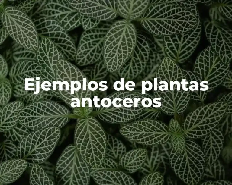 Ejemplos de plantas antoceros