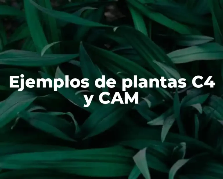 Ejemplos de plantas C4 y CAM