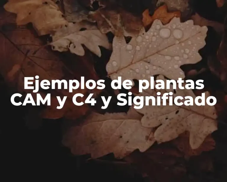 Ejemplos de plantas CAM y C4 y Significado