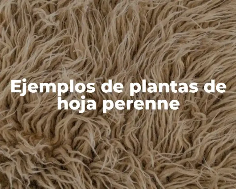 Ejemplos de plantas de hoja perenne