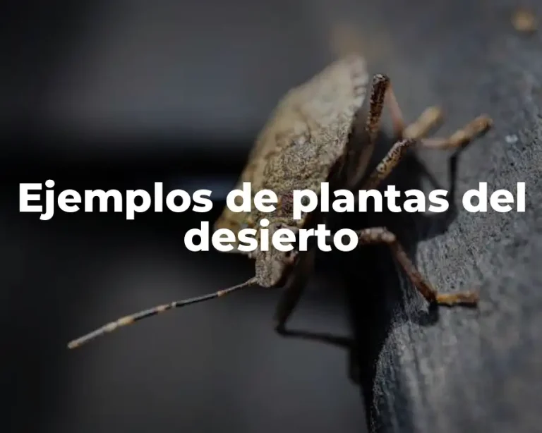 Ejemplos de plantas del desierto