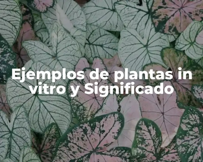 Ejemplos de plantas in vitro y Significado