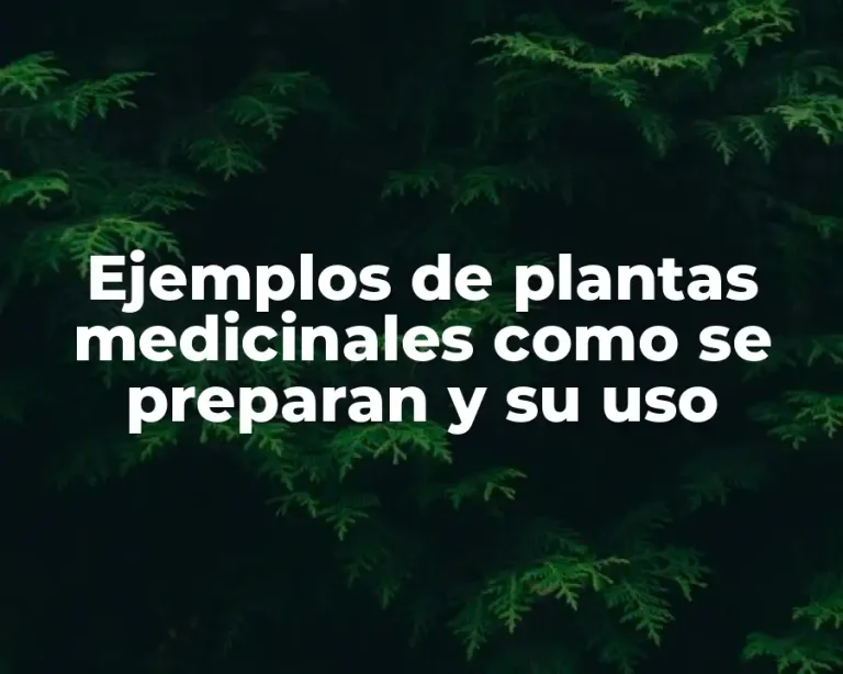 Ejemplos de plantas medicinales como se preparan y su uso