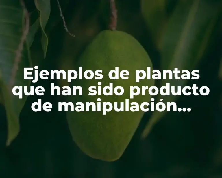 Ejemplos de plantas que han sido producto de manipulación genética
