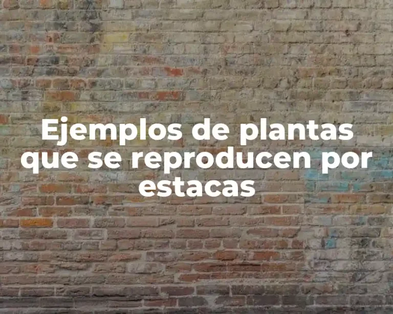 Ejemplos de plantas que se reproducen por estacas