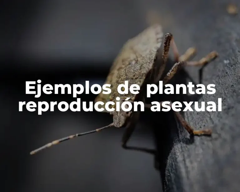 Ejemplos de plantas reproducción asexual