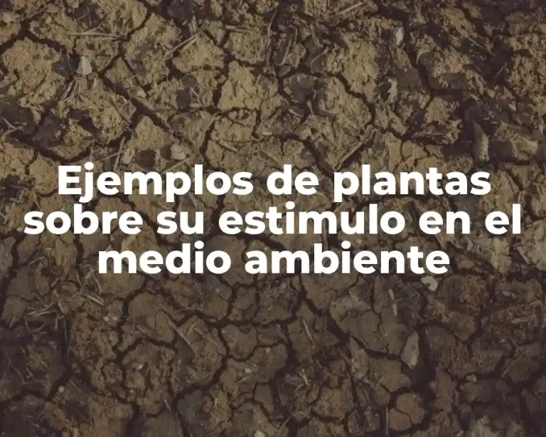 Ejemplos de plantas sobre su estimulo en el medio ambiente