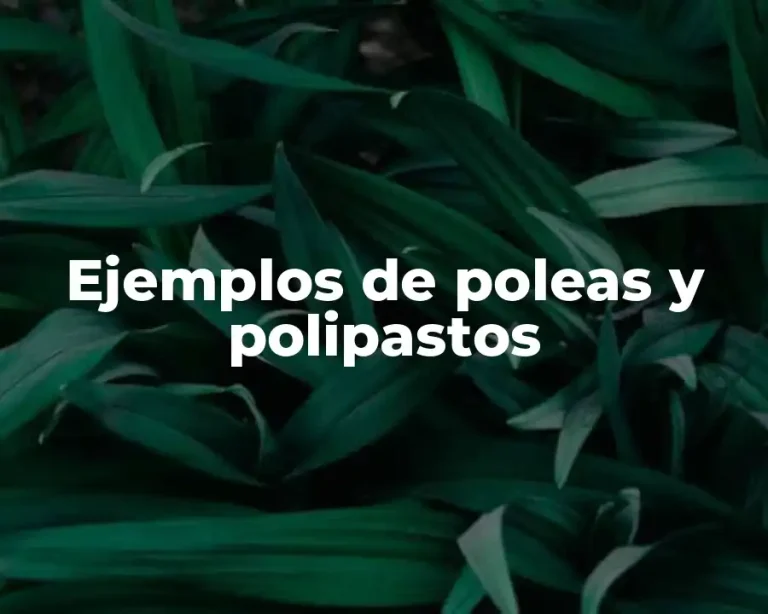 Ejemplos de poleas y polipastos