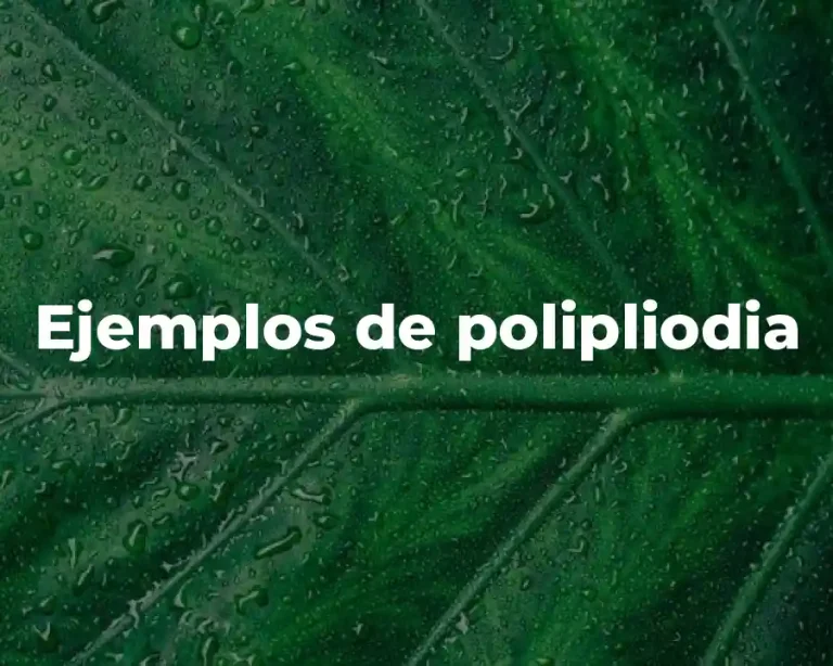 Ejemplos de polipliodia
