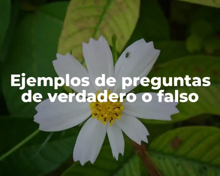 Ejemplos de preguntas de verdadero o falso