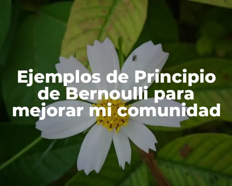 Ejemplos de Principio de Bernoulli para mejorar mi comunidad