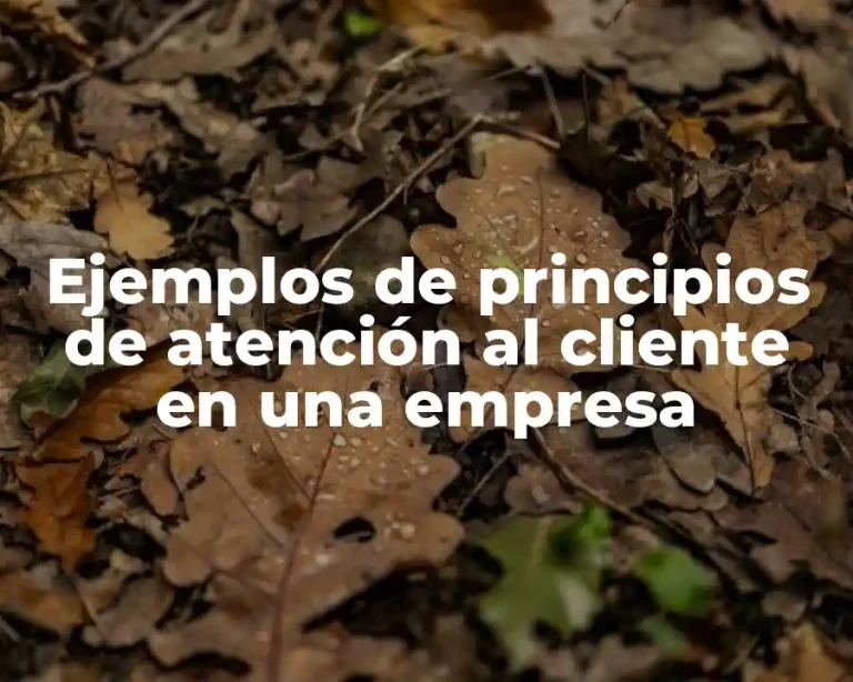 Ejemplos de principios de atención al cliente en una empresa