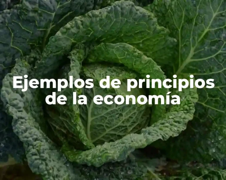 Ejemplos de principios de la economía