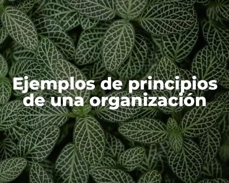 Ejemplos de principios de una organización