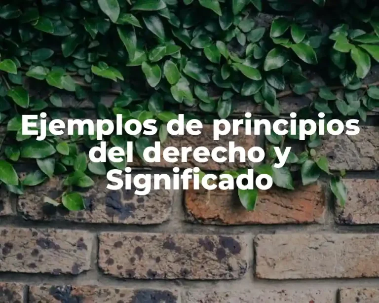 Ejemplos de principios del derecho y Significado