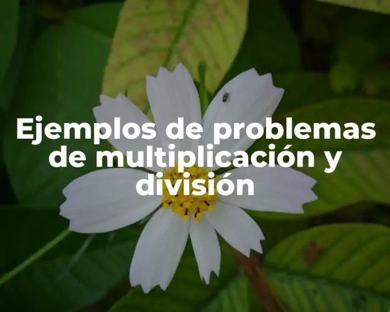 Ejemplos de problemas de multiplicación y división