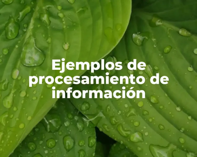 Ejemplos de procesamiento de información