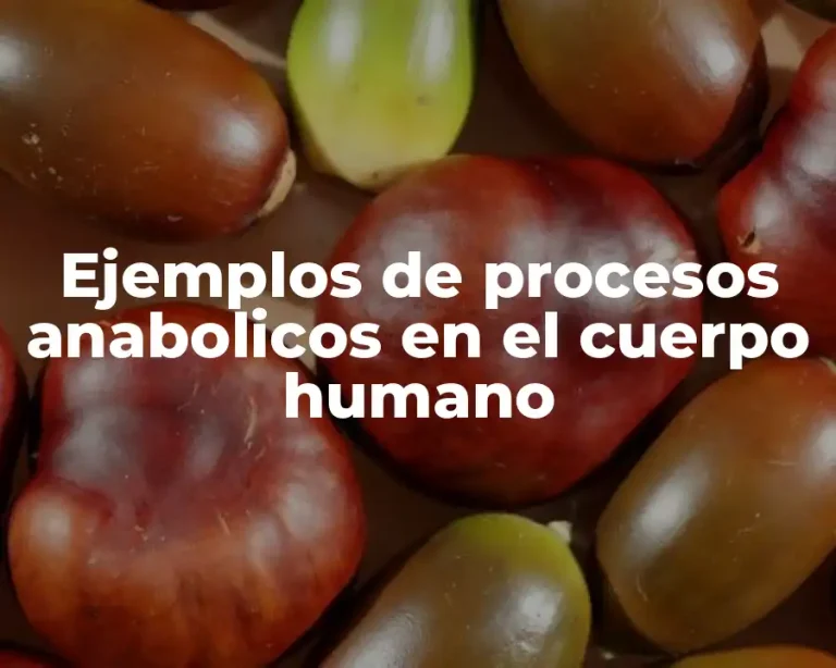 Ejemplos de procesos anabolicos en el cuerpo humano