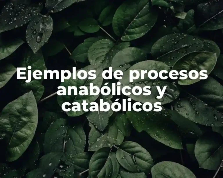 Ejemplos de procesos anabólicos y catabólicos