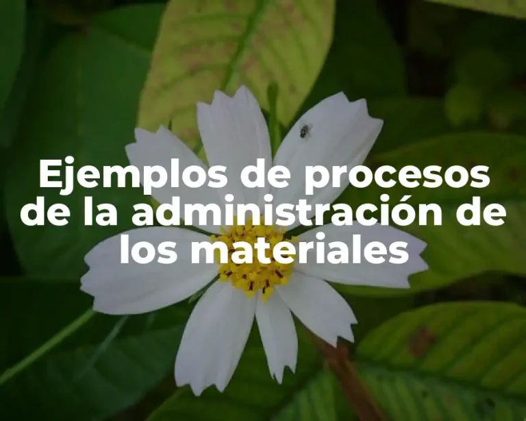 Ejemplos de procesos de la administración de los materiales