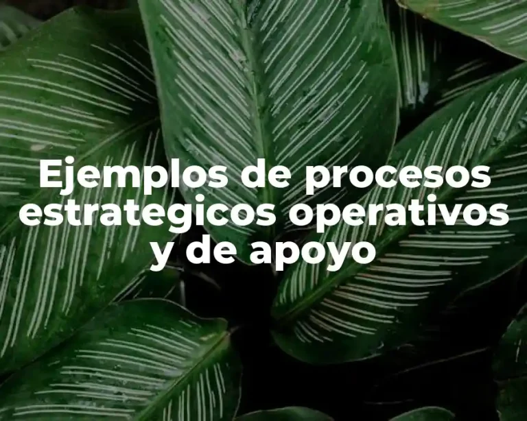 Ejemplos de procesos estrategicos operativos y de apoyo