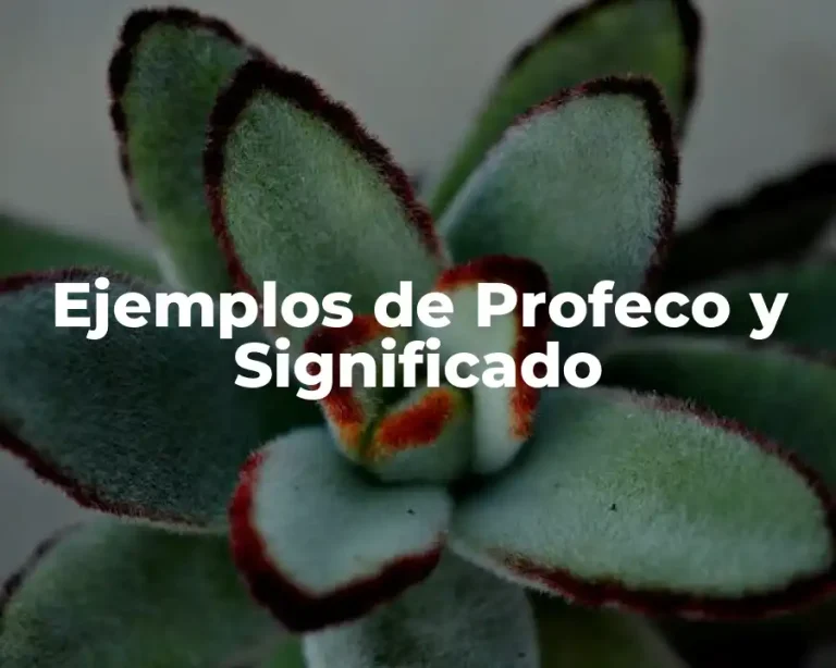 Ejemplos de Profeco y Significado