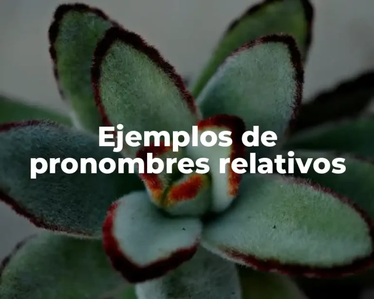 Ejemplos de pronombres relativos