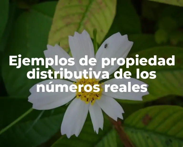 Ejemplos de propiedad distributiva de los números reales