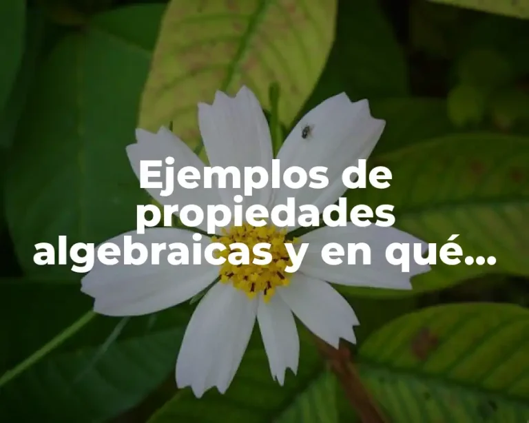 Ejemplos de propiedades algebraicas y en qué consisten