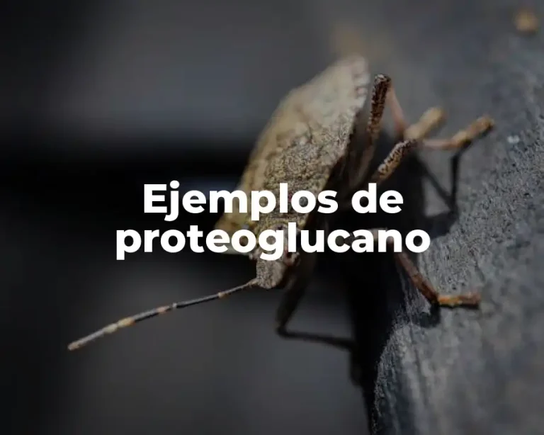 Ejemplos de proteoglucano