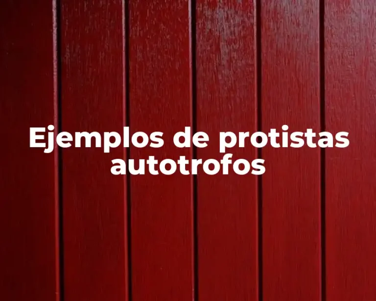 Ejemplos de protistas autotrofos
