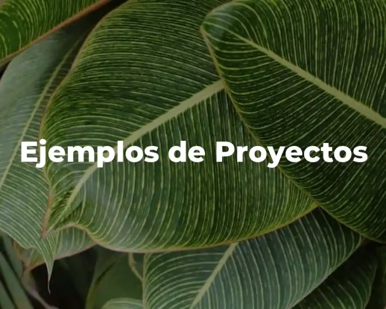 Ejemplos de Proyectos