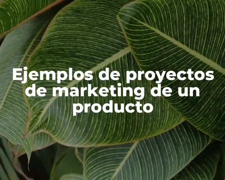 Ejemplos de proyectos de marketing de un producto