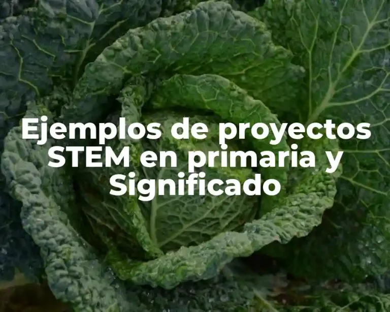 Ejemplos de proyectos STEM en primaria y Significado