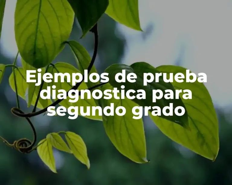 Ejemplos de prueba diagnostica para segundo grado