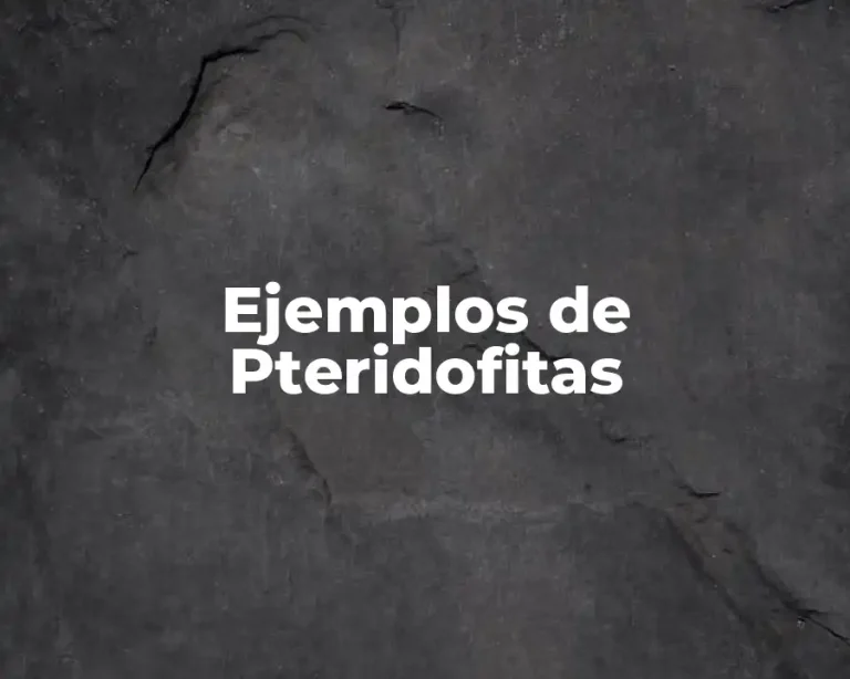 Ejemplos de Pteridofitas