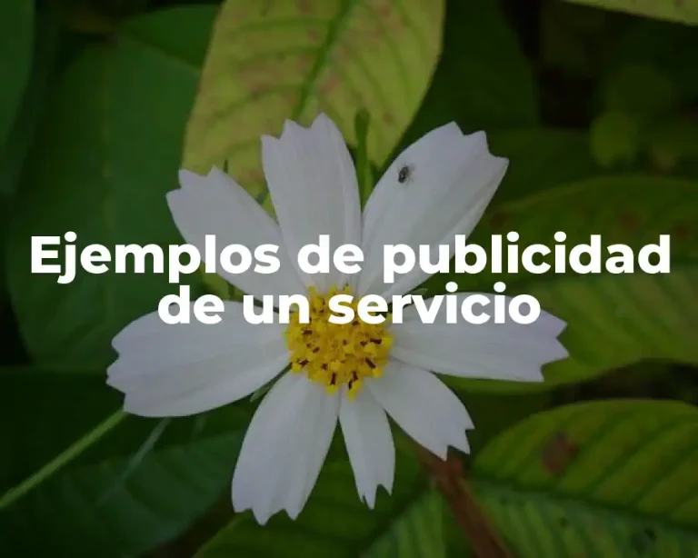 Ejemplos de publicidad de un servicio