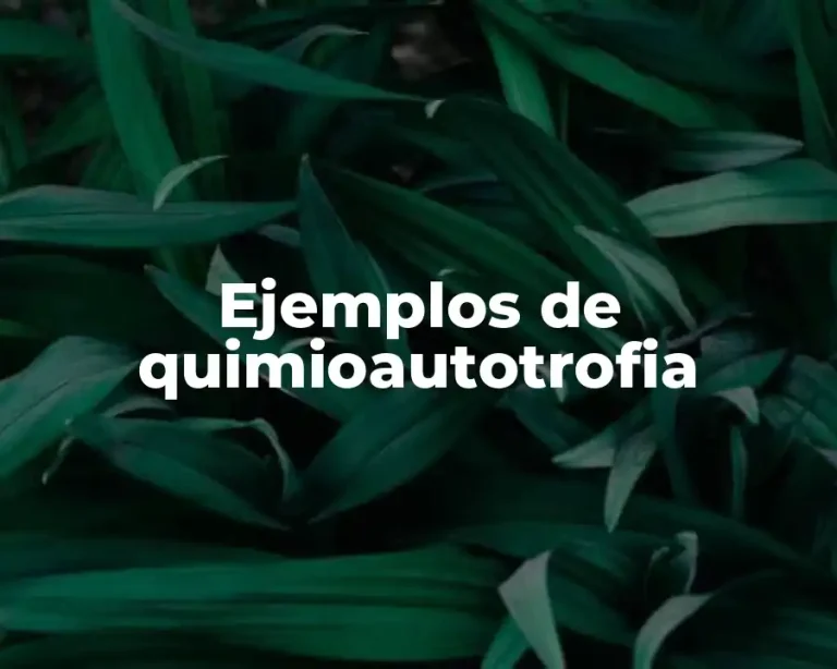 Ejemplos de quimioautotrofia