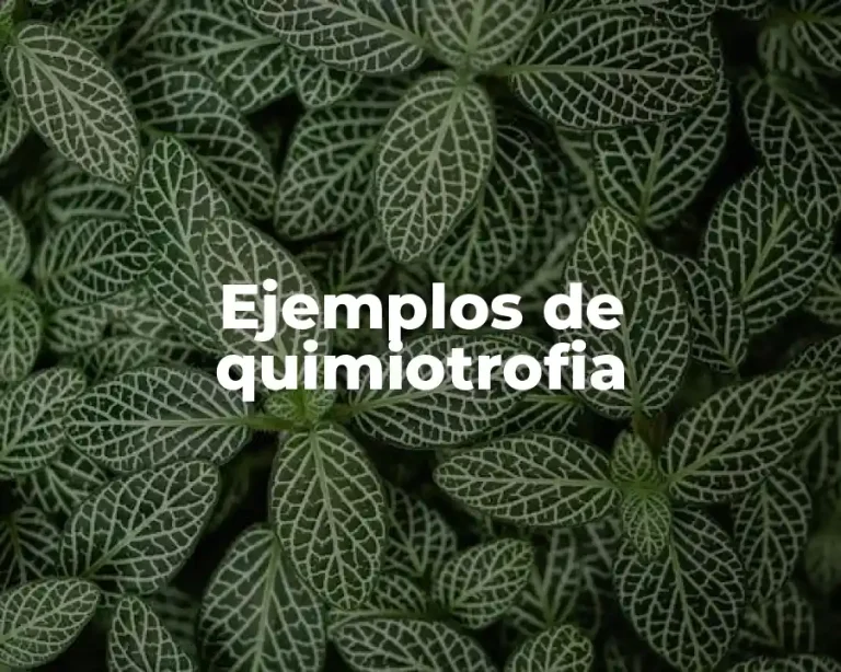 Ejemplos de quimiotrofia
