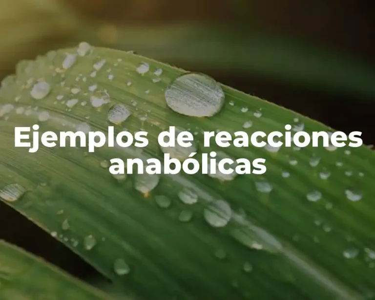 Ejemplos de reacciones anabólicas