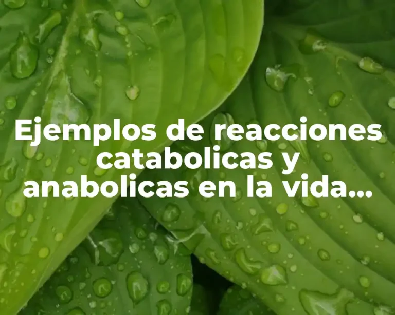 Ejemplos de reacciones catabolicas y anabolicas en la vida diaria y Significado