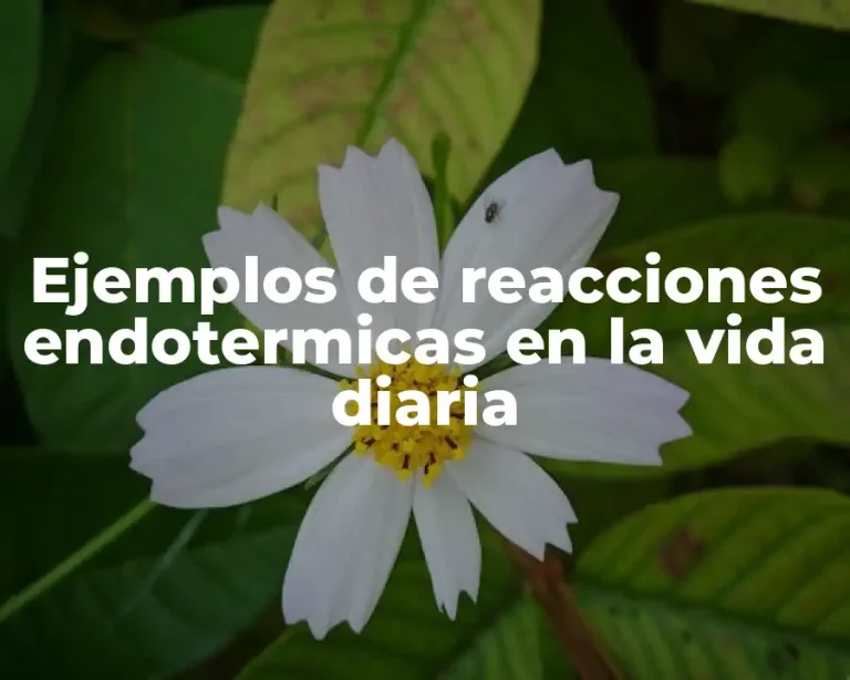 Ejemplos de reacciones endotermicas en la vida diaria