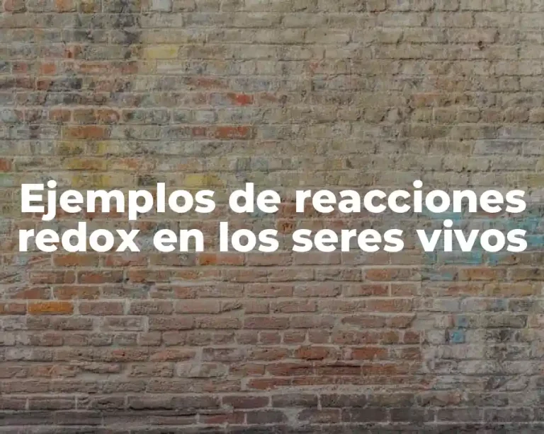 Ejemplos de reacciones redox en los seres vivos