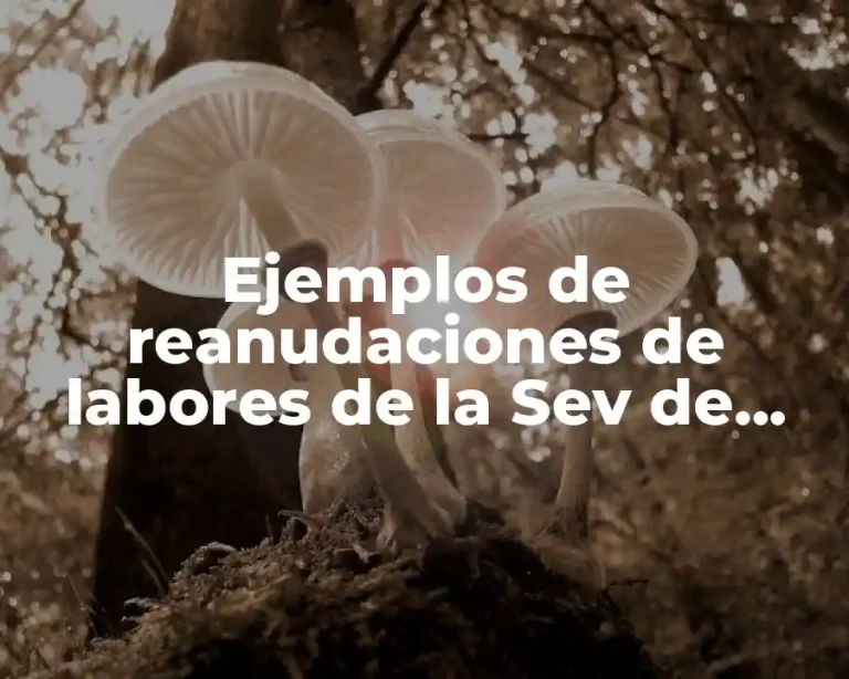 Ejemplos de reanudaciones de labores de la Sev de Veracruz