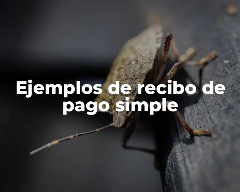 Ejemplos de recibo de pago simple